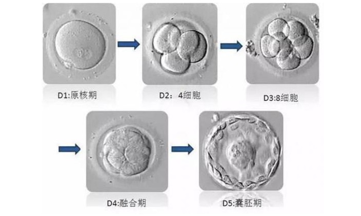 从卵泡到宝宝的 9 个关键数据
