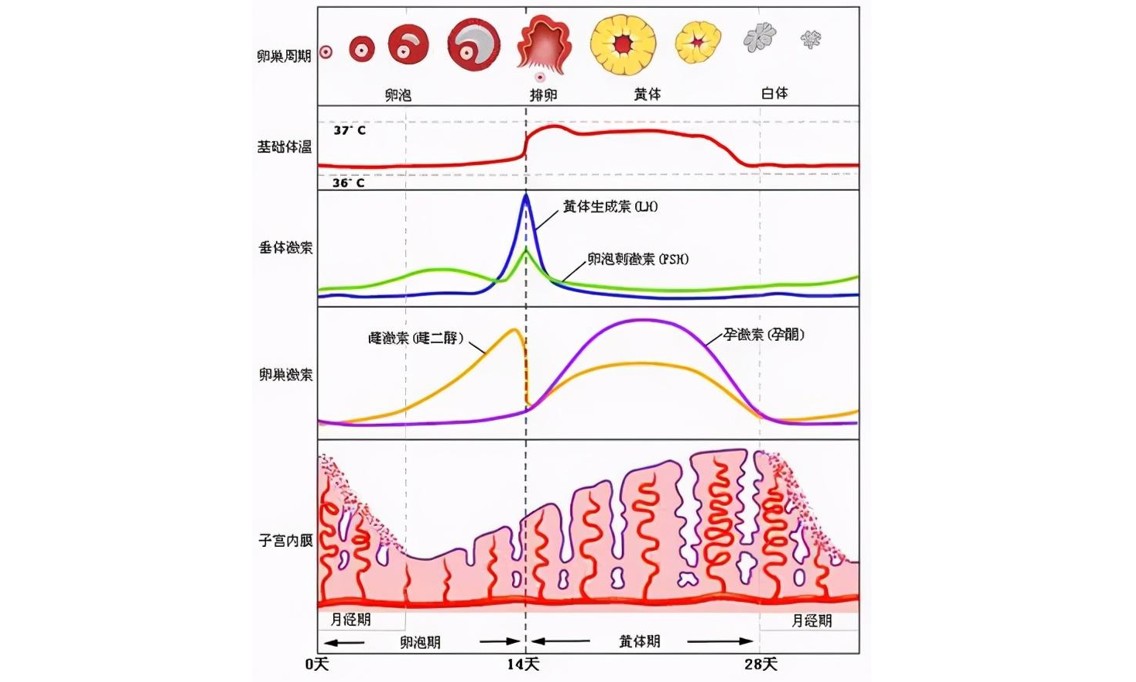 试管前必查的激素：看懂身体的生育信号