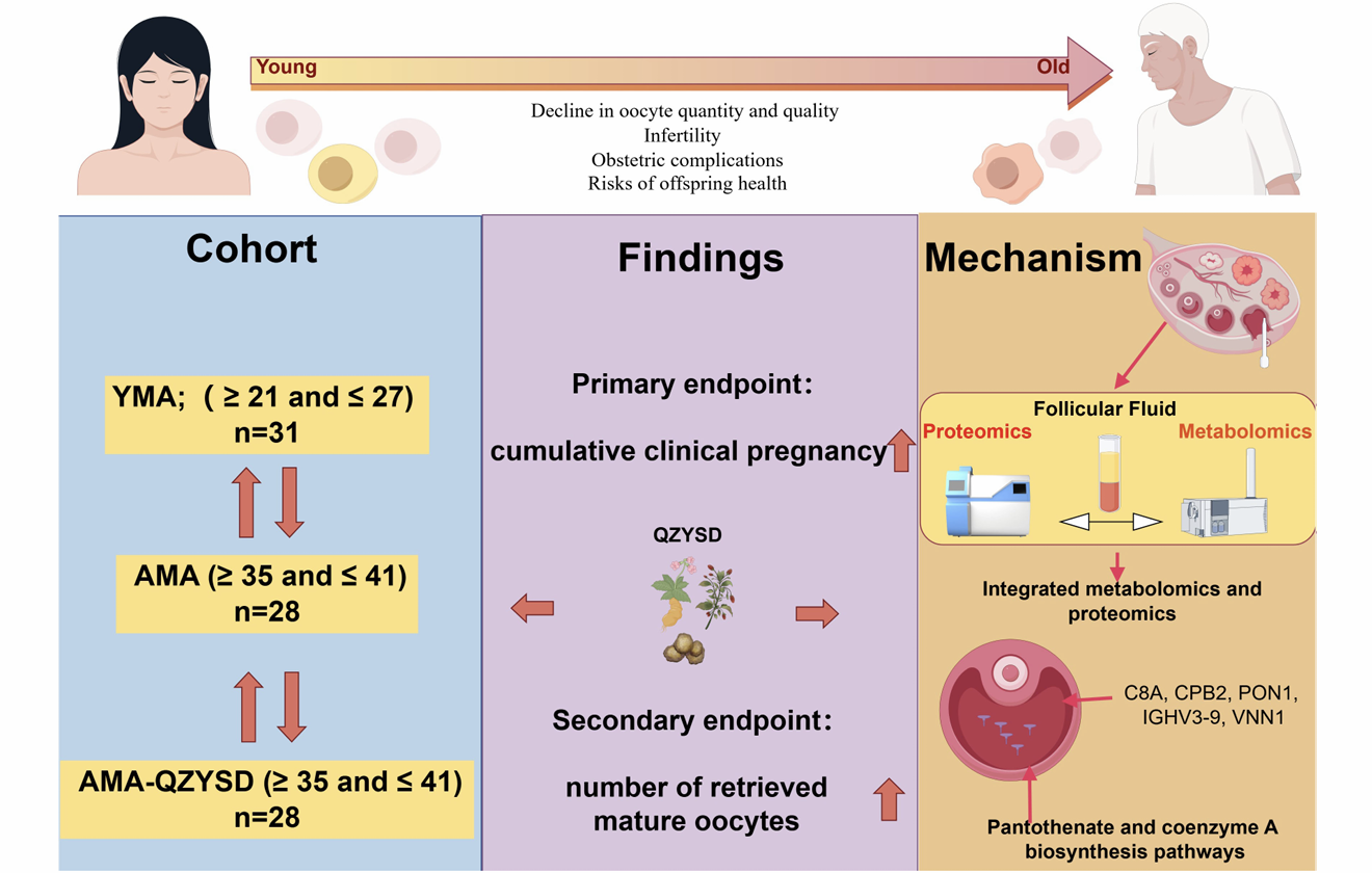七子育嗣汤助力高龄IVF备孕