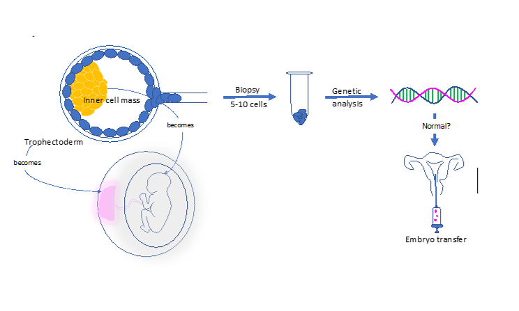 卵裂期8细胞能做PGT-A？答案来了！