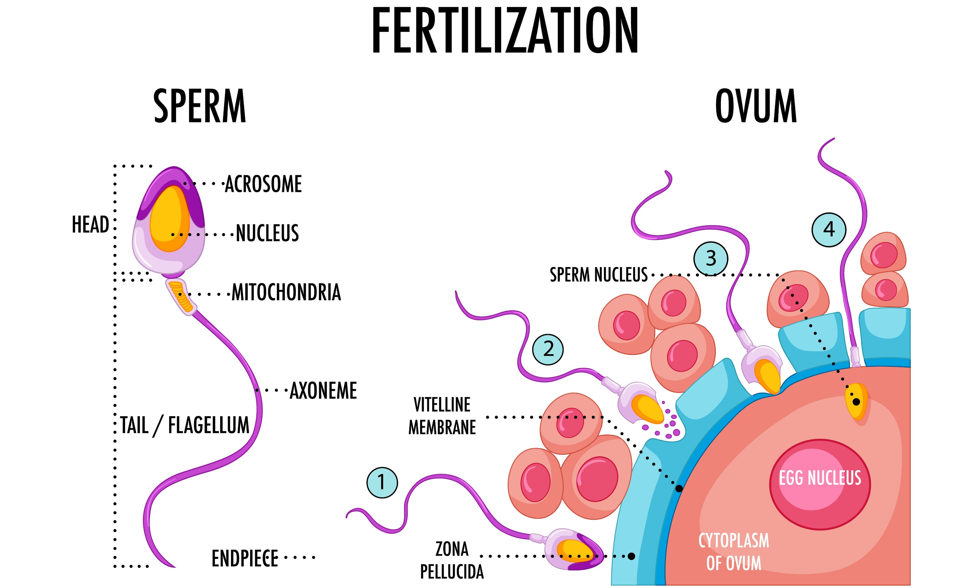 怎样提高精子质量？这些科学方法请收好
